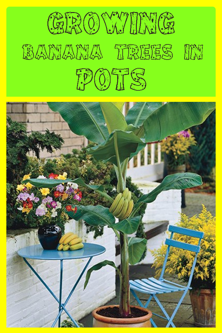 Growing Banana Trees in Pots organic gardening