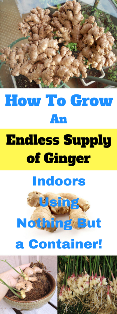 How To Grow Ginger Indoors