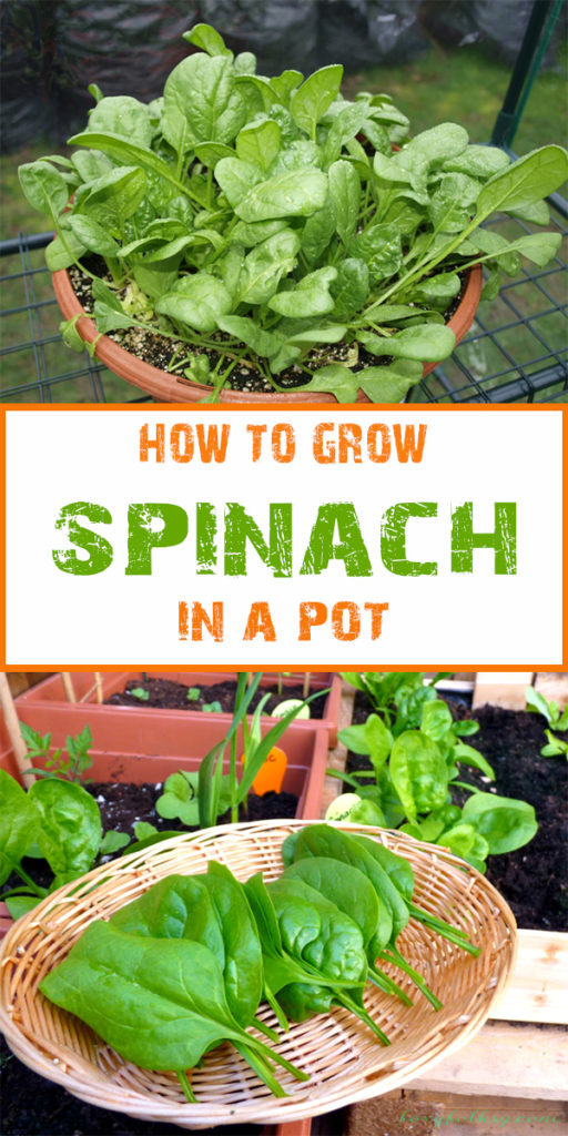 How To Grow Spinach In Your Garden