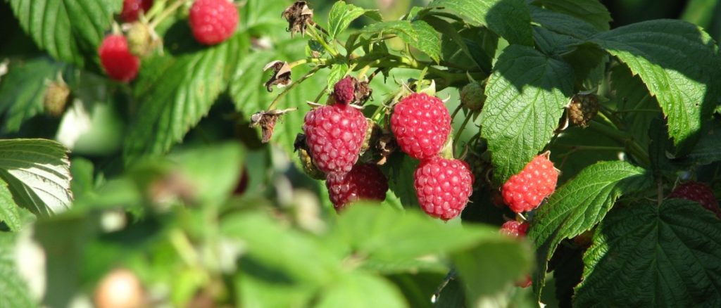 How To Grow Raspberries In Pots