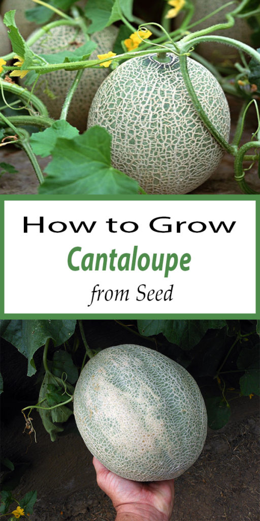 How to Grow Cantaloupe From Seeds