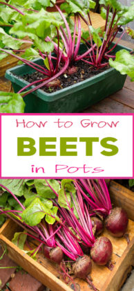 How to Grow Beets in Pots - Organic Gardening