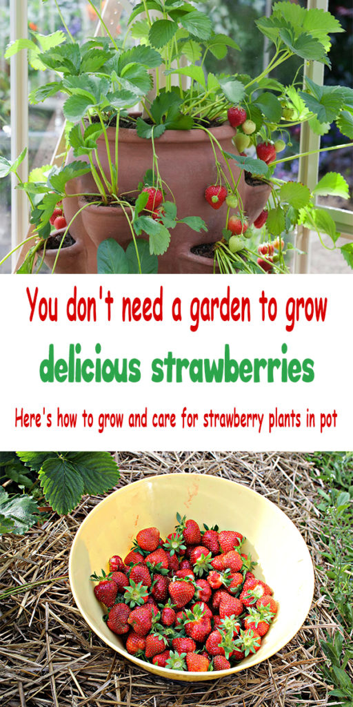 Growing Strawberries in Containers organic gardening