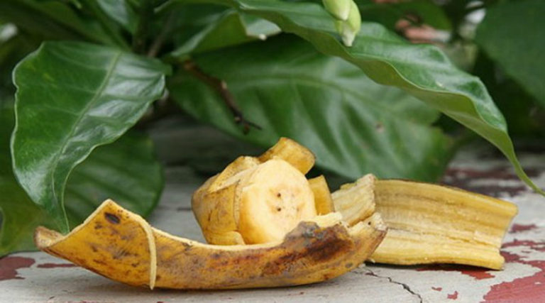 Using Banana Peels in the Garden for Fertilizer and Pests - organic ...